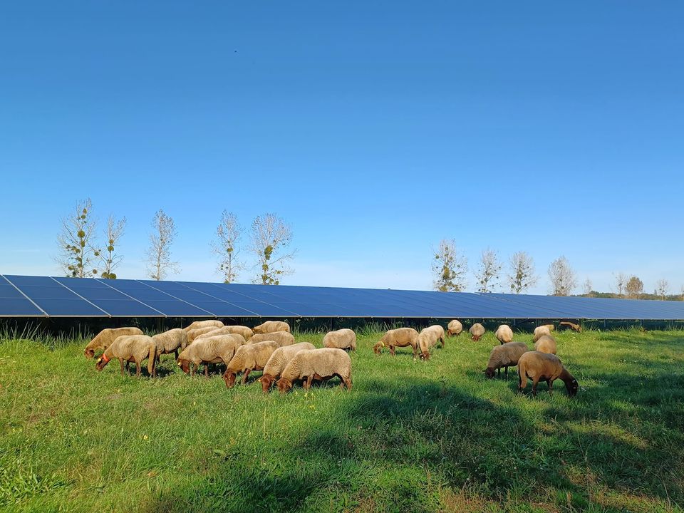 actualite-photosol-agrivoltaisme