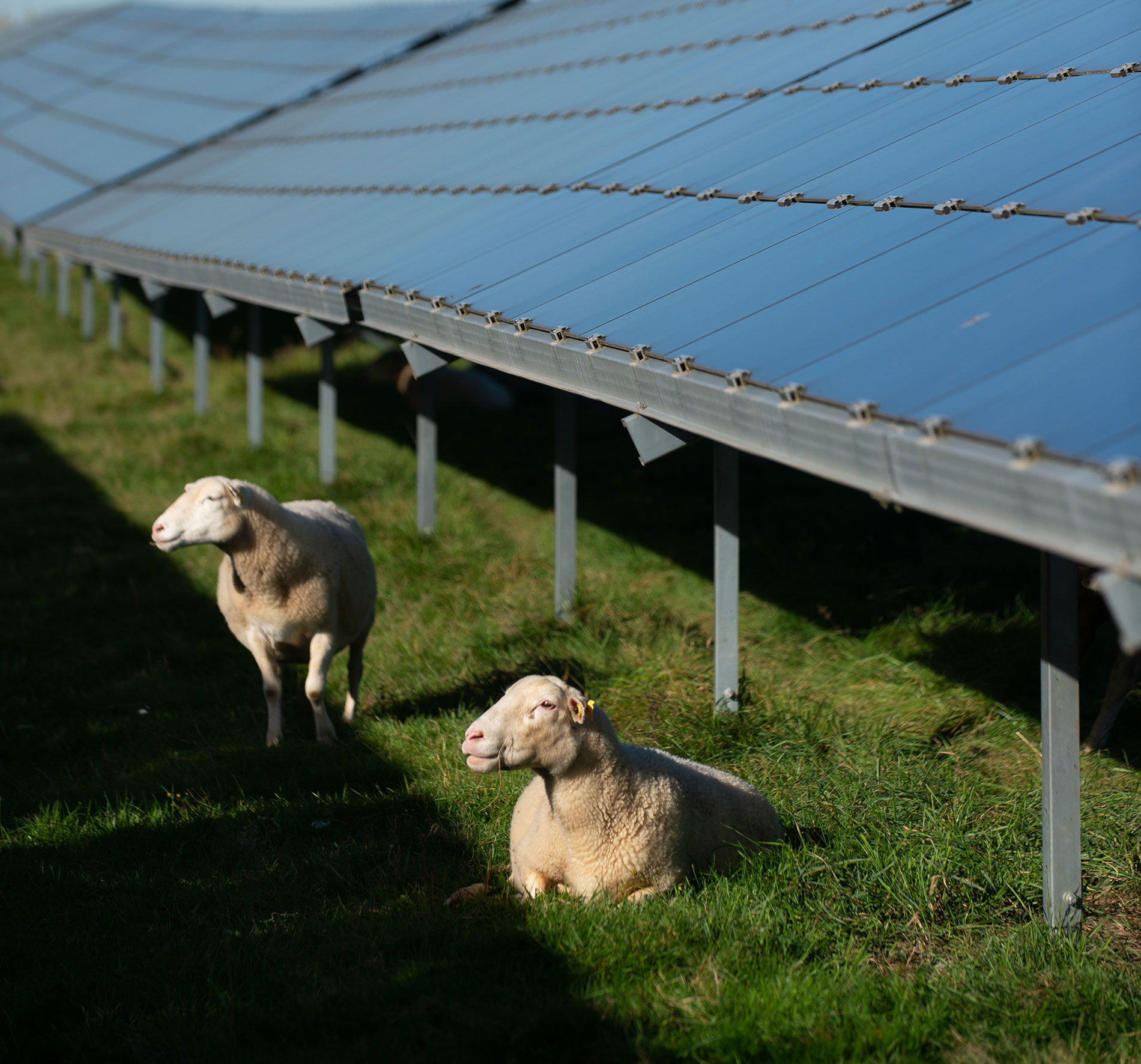 photosol-parc-verneuil-brebis-3