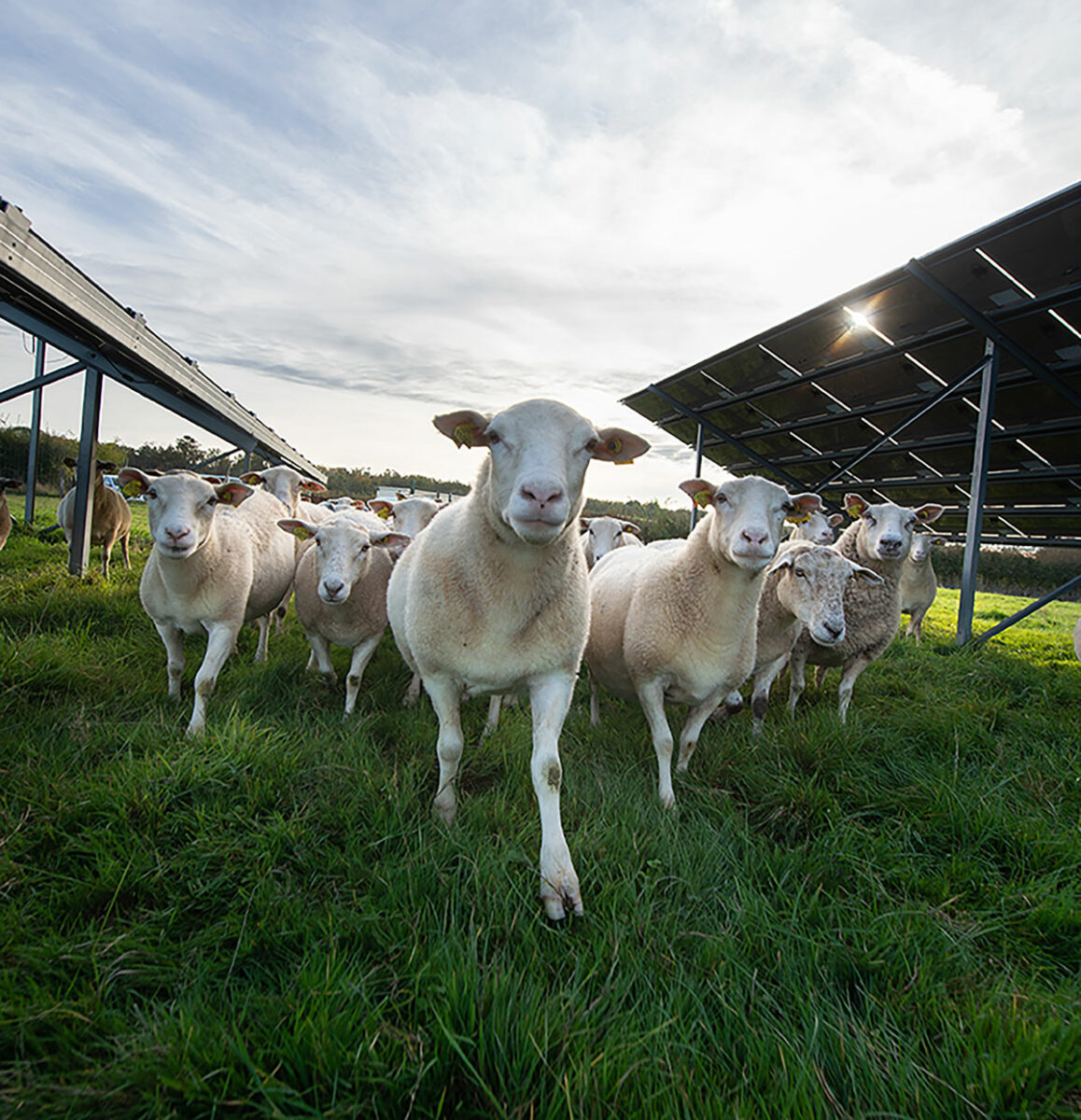 photosol-parc-verneuil-brebis-galerie