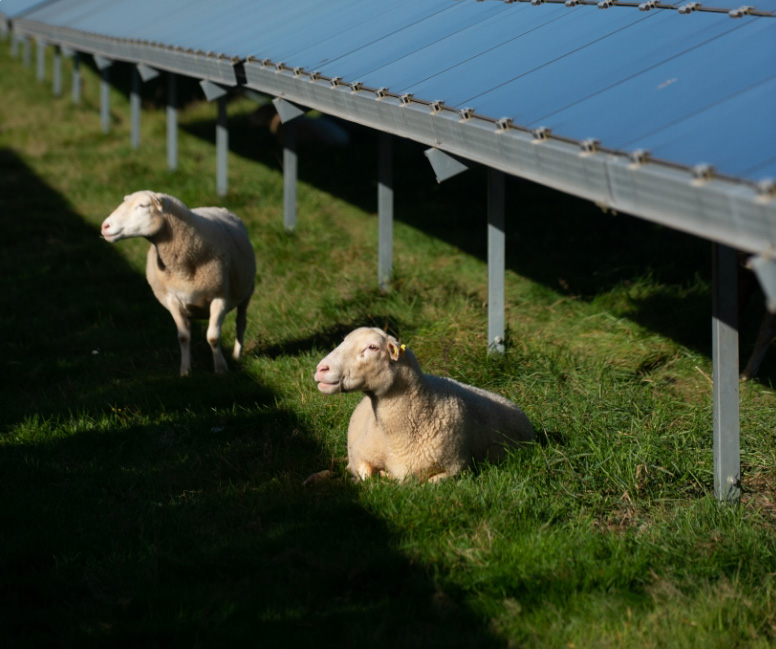 Amélioration du bien-être animal