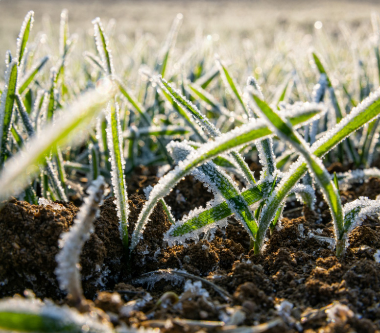 Préservation d’un microclimat sous les panneaux